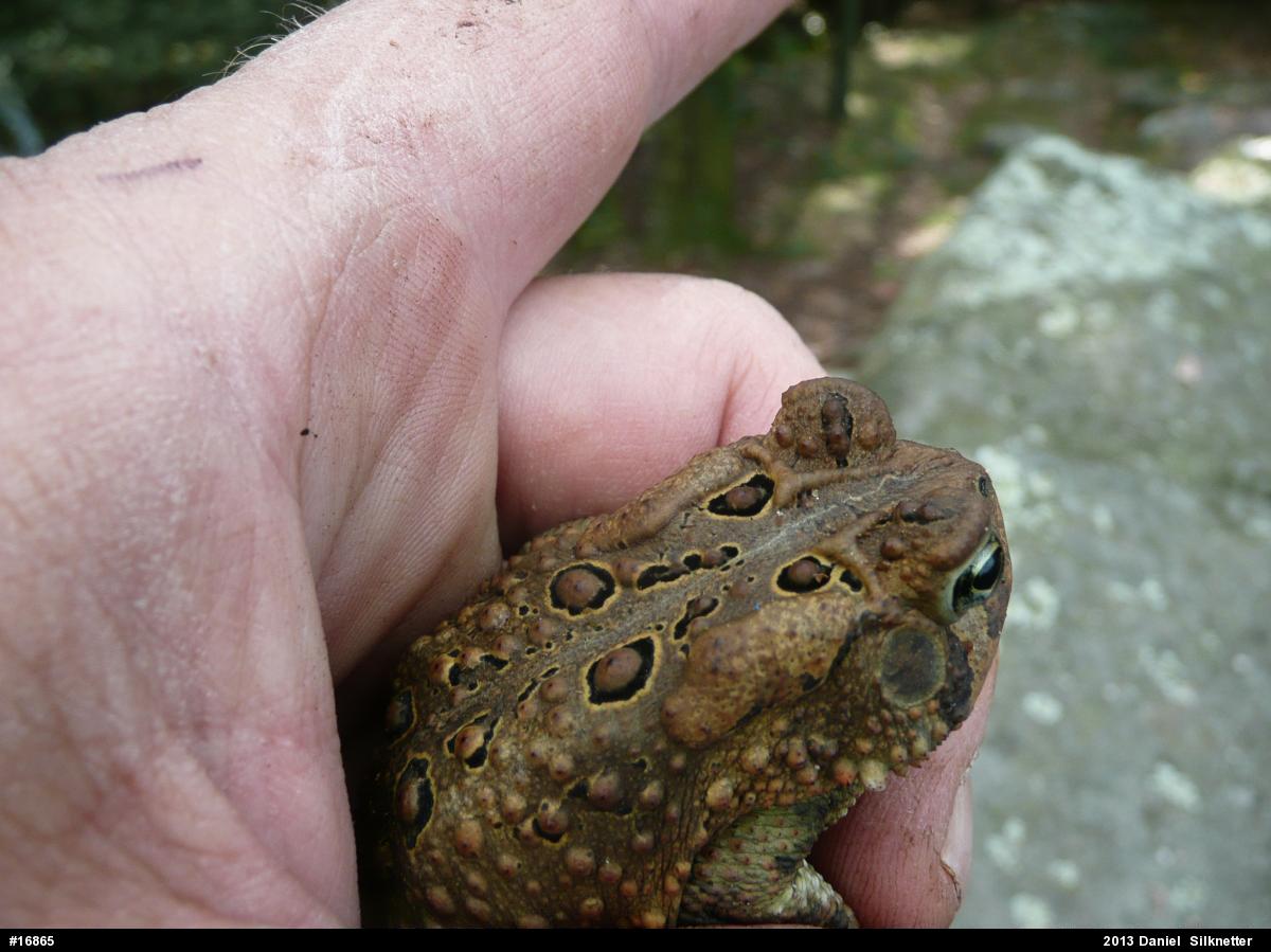 Eastern American Toad