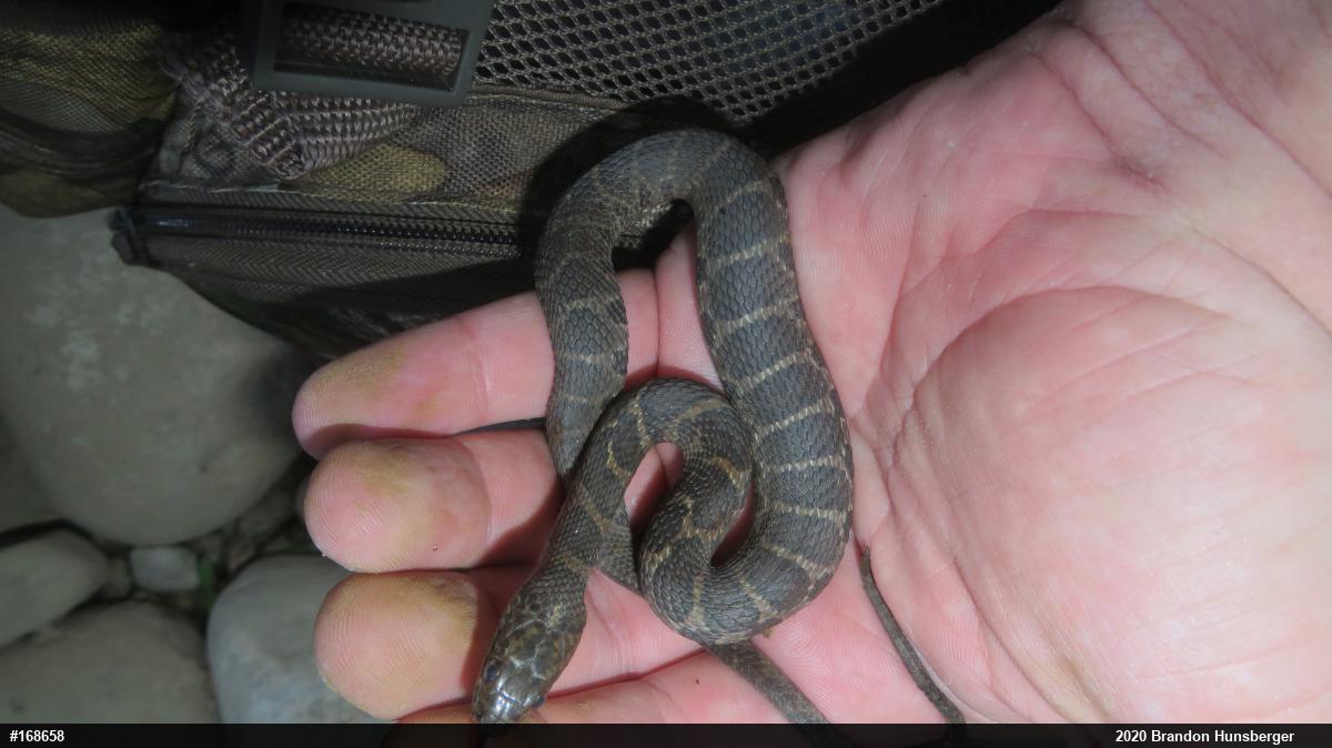 Northern Watersnake