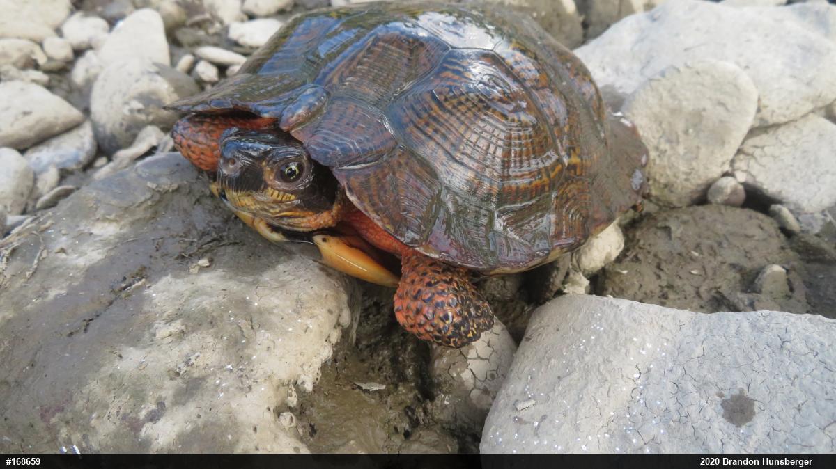 Wood Turtle