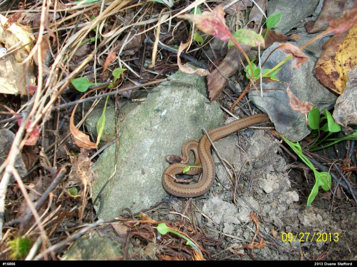 Red-bellied Snake