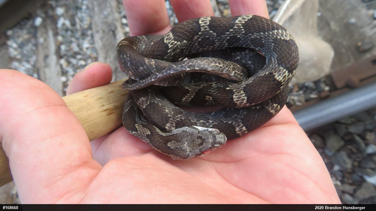 Eastern Ratsnake