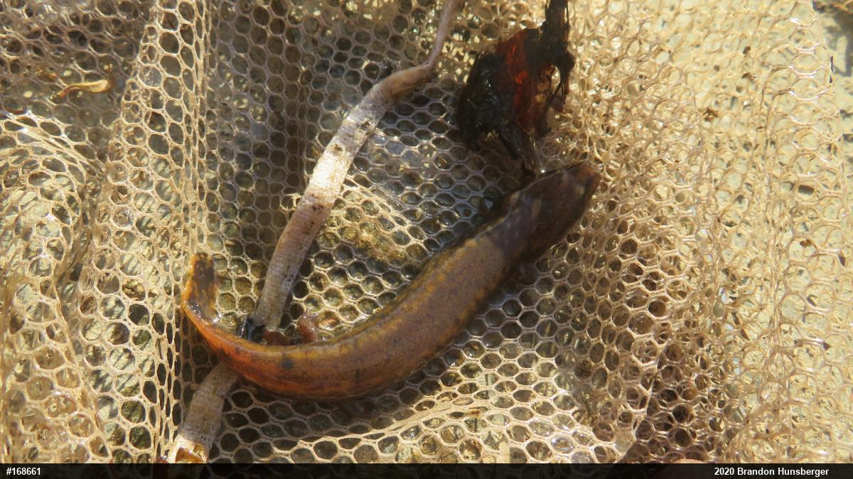Common Mudpuppy