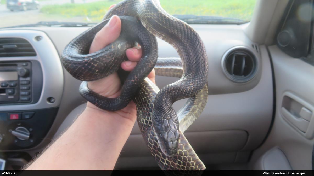Eastern Ratsnake