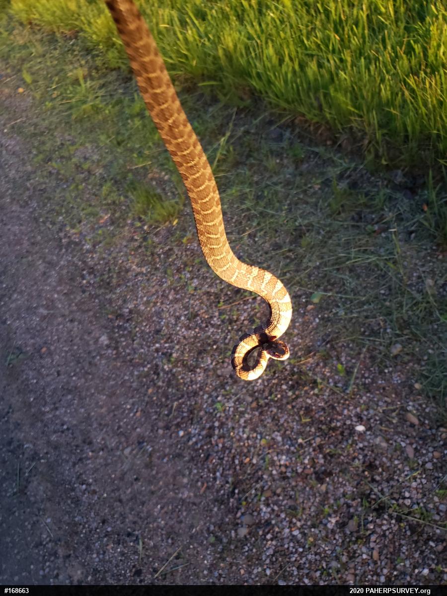 Northern Watersnake