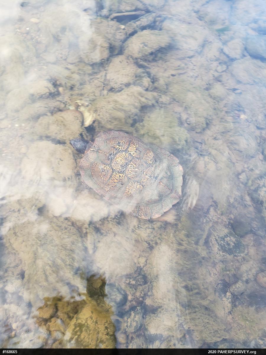 Wood Turtle