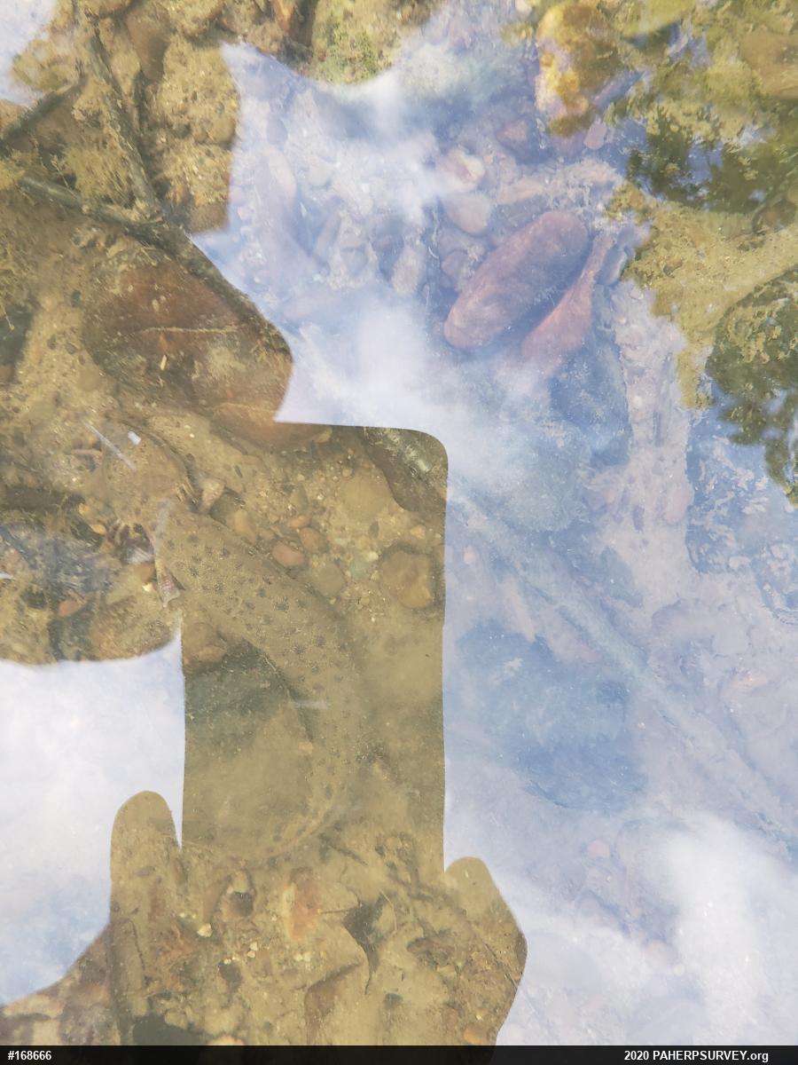Common Mudpuppy