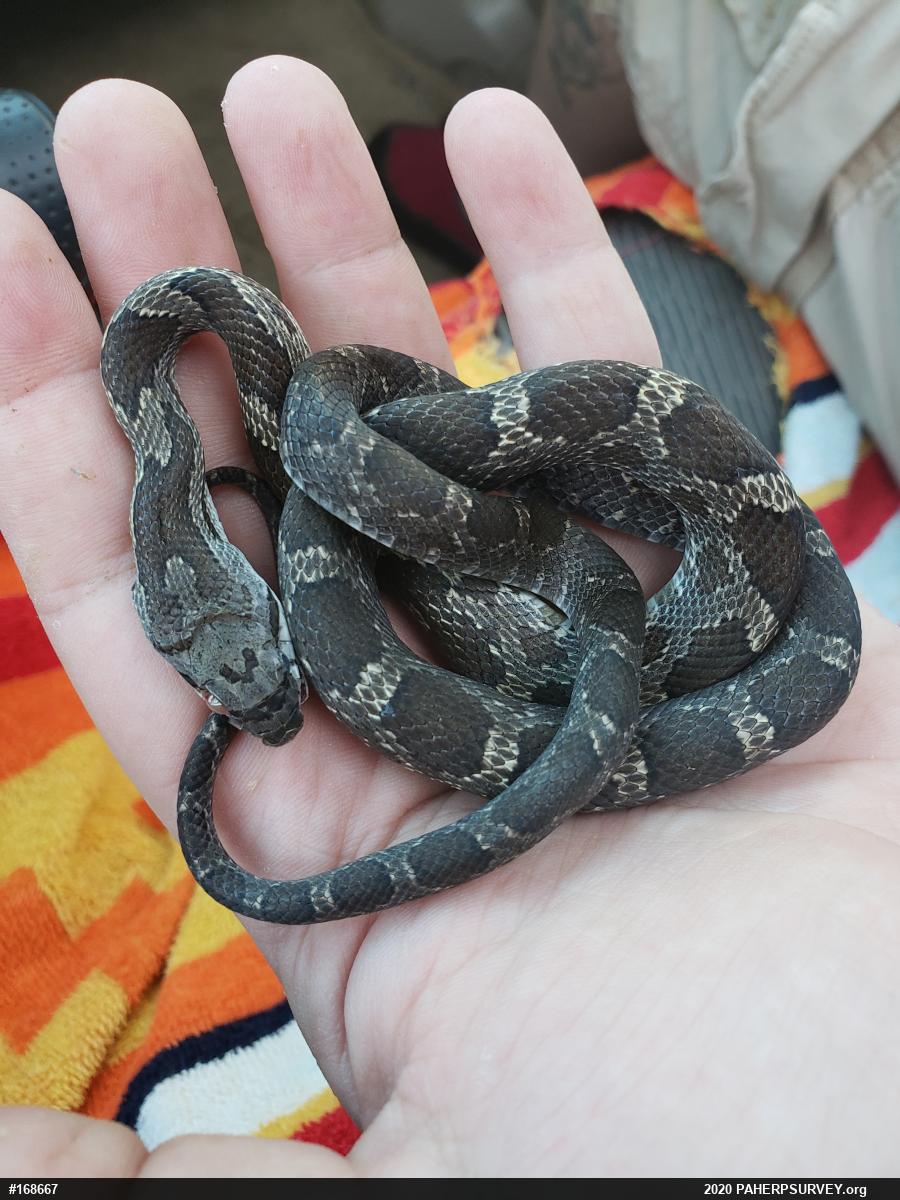 Eastern Ratsnake