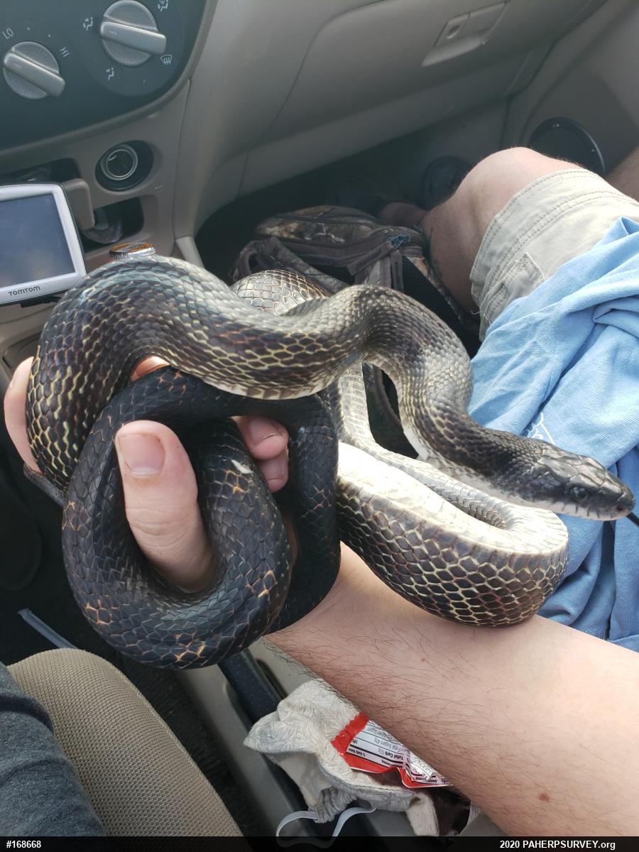 Eastern Ratsnake
