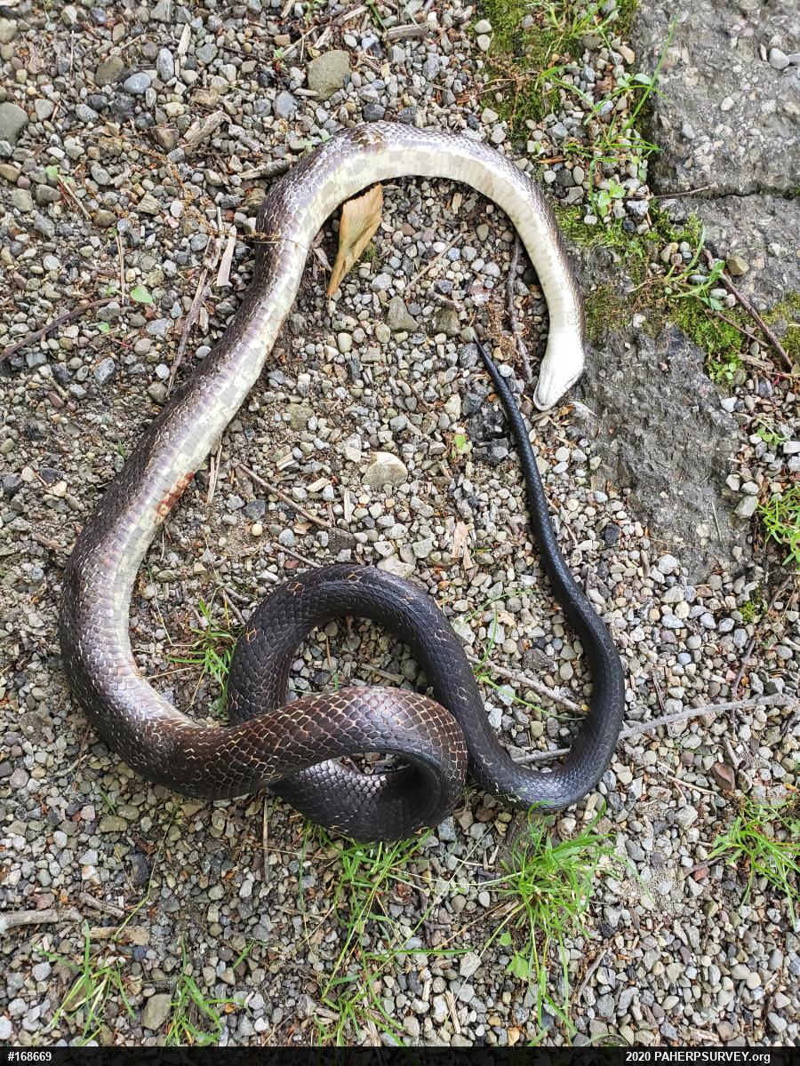 Eastern Ratsnake