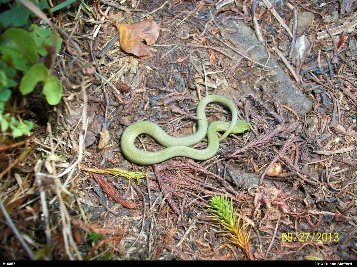 Smooth Greensnake