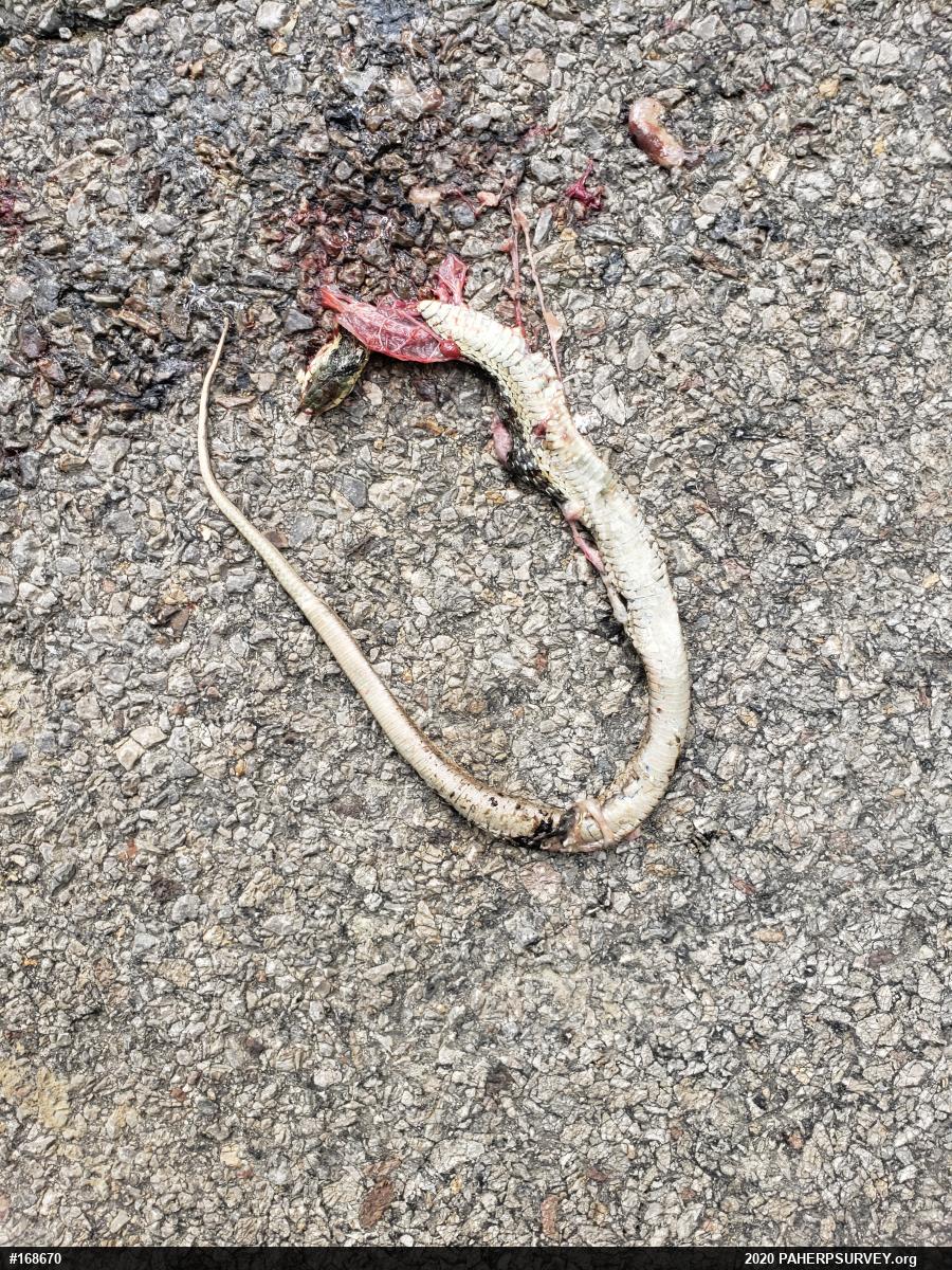 Eastern Gartersnake