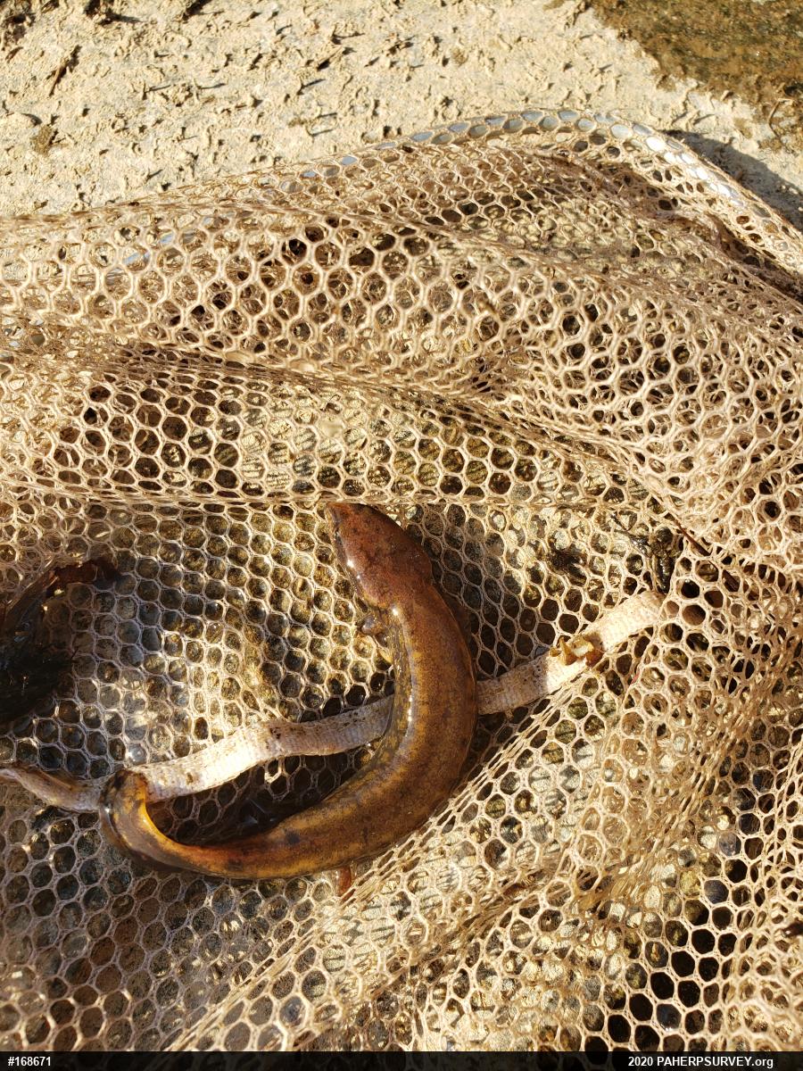 Common Mudpuppy