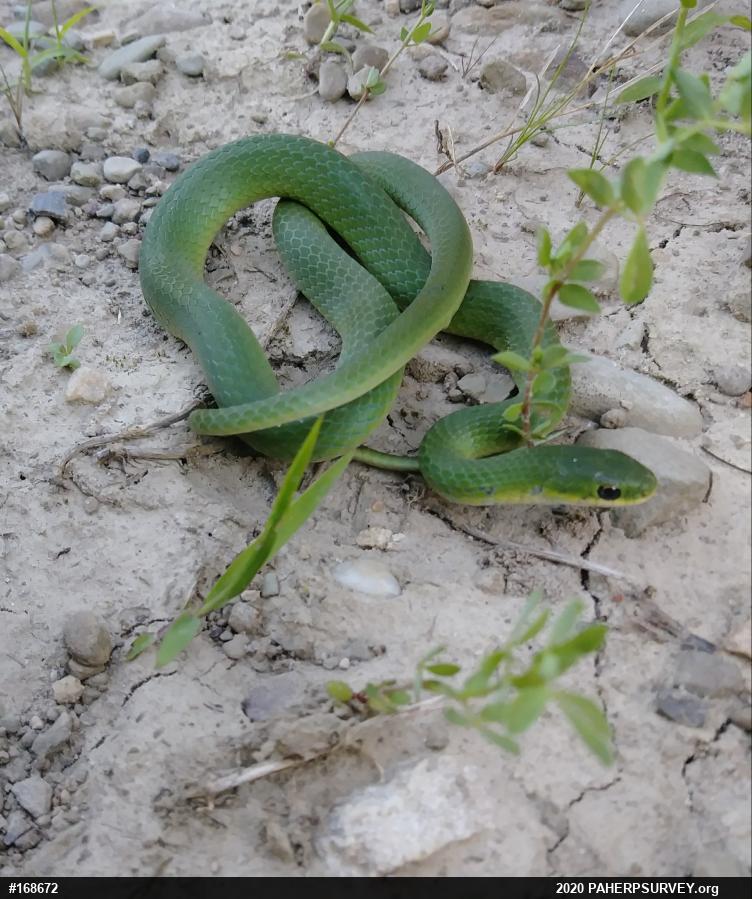 Smooth Greensnake