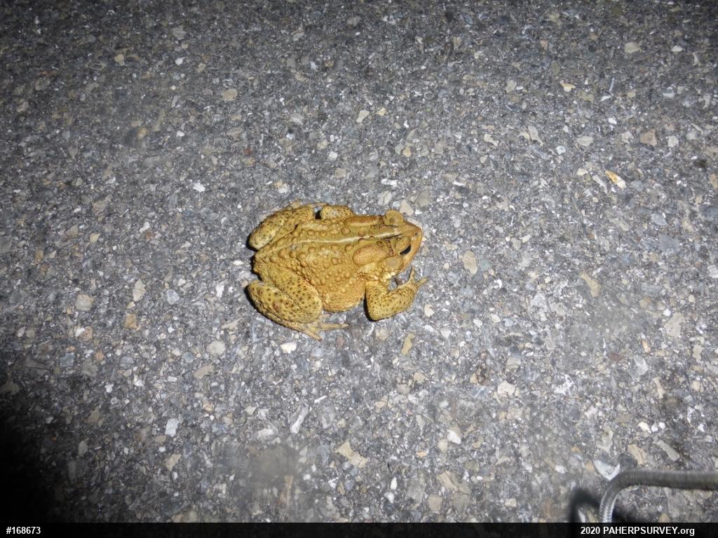 Eastern American Toad