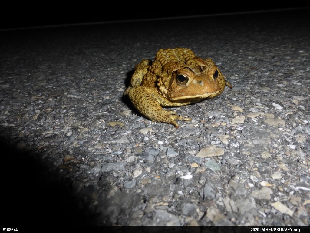 Eastern American Toad