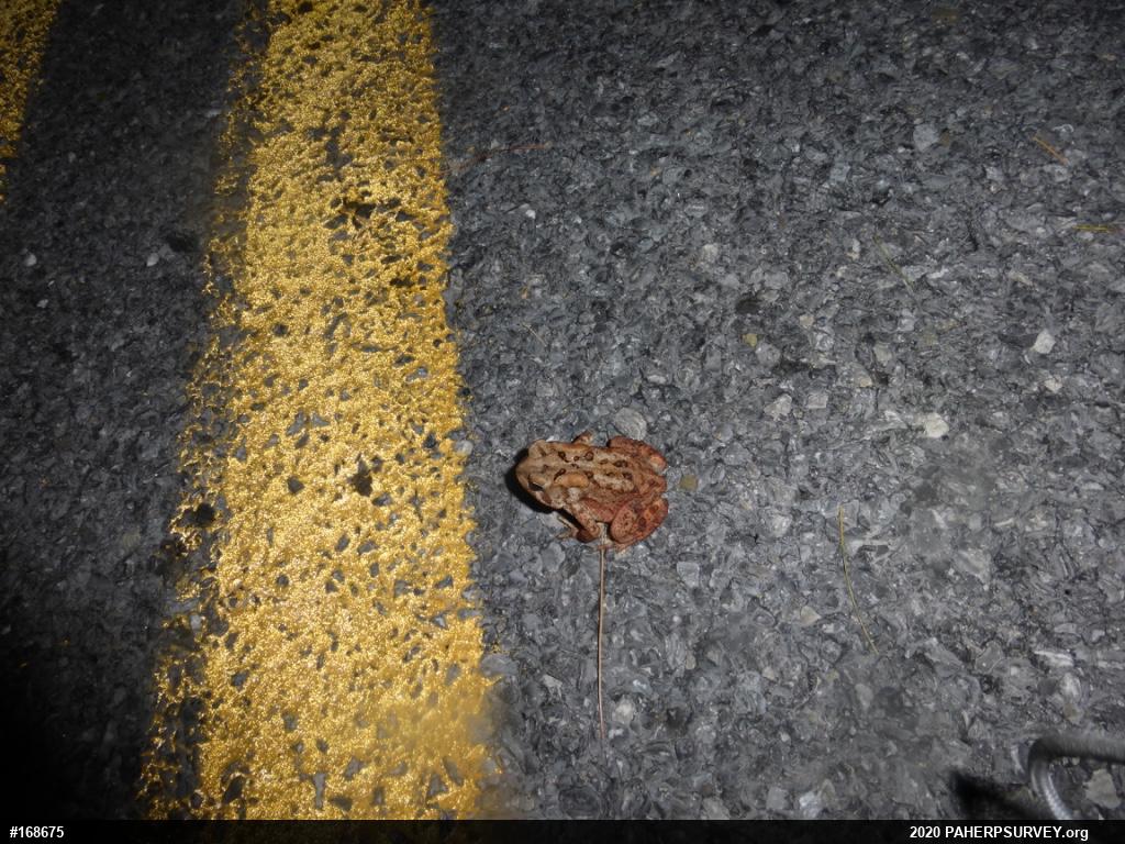 Eastern American Toad