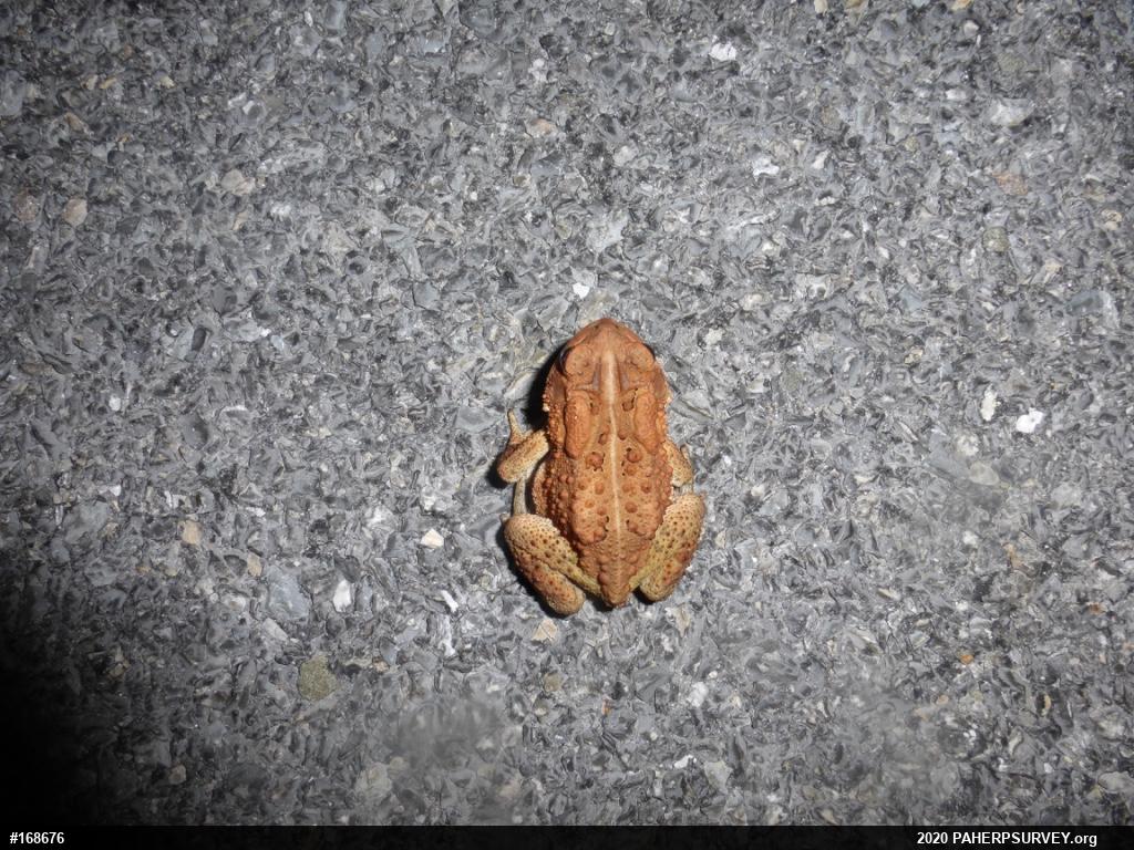 Eastern American Toad