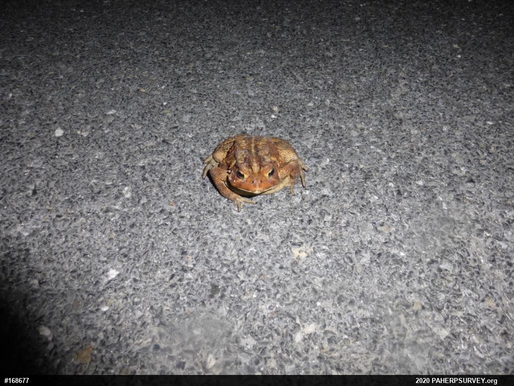 Eastern American Toad