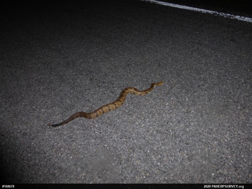 Timber Rattlesnake