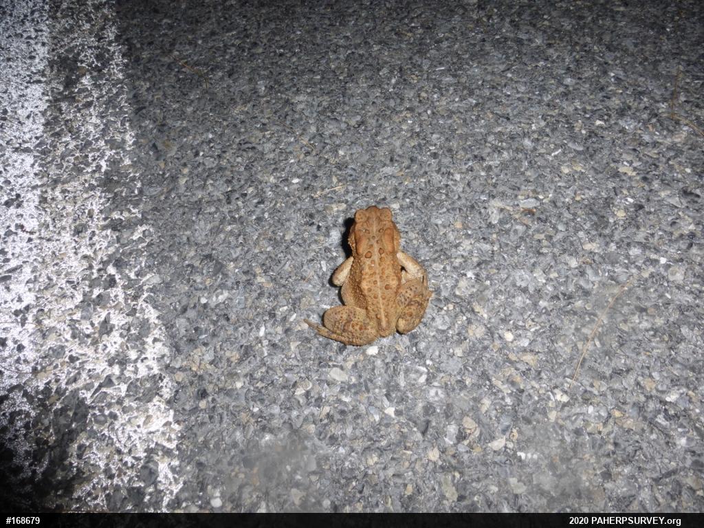 Eastern American Toad