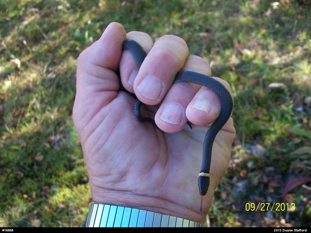 Northern Ring-necked Snake