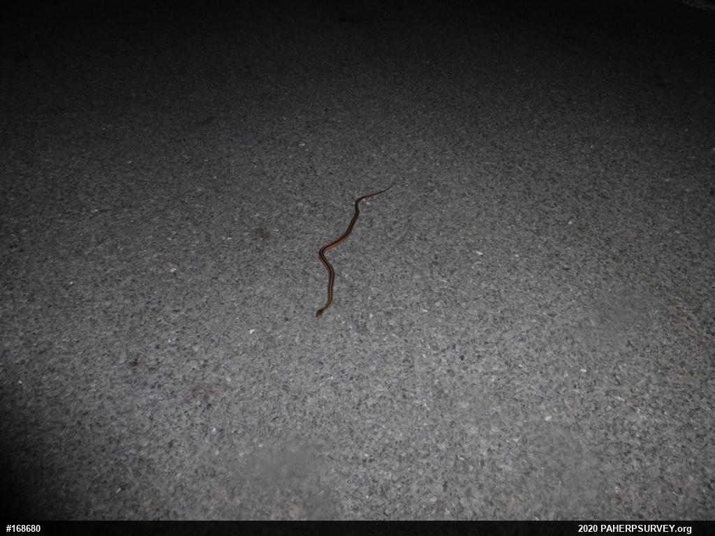Eastern Gartersnake