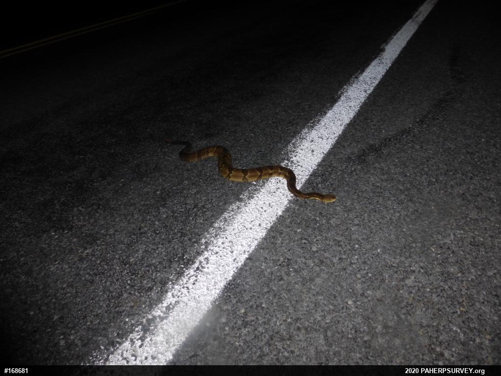Timber Rattlesnake