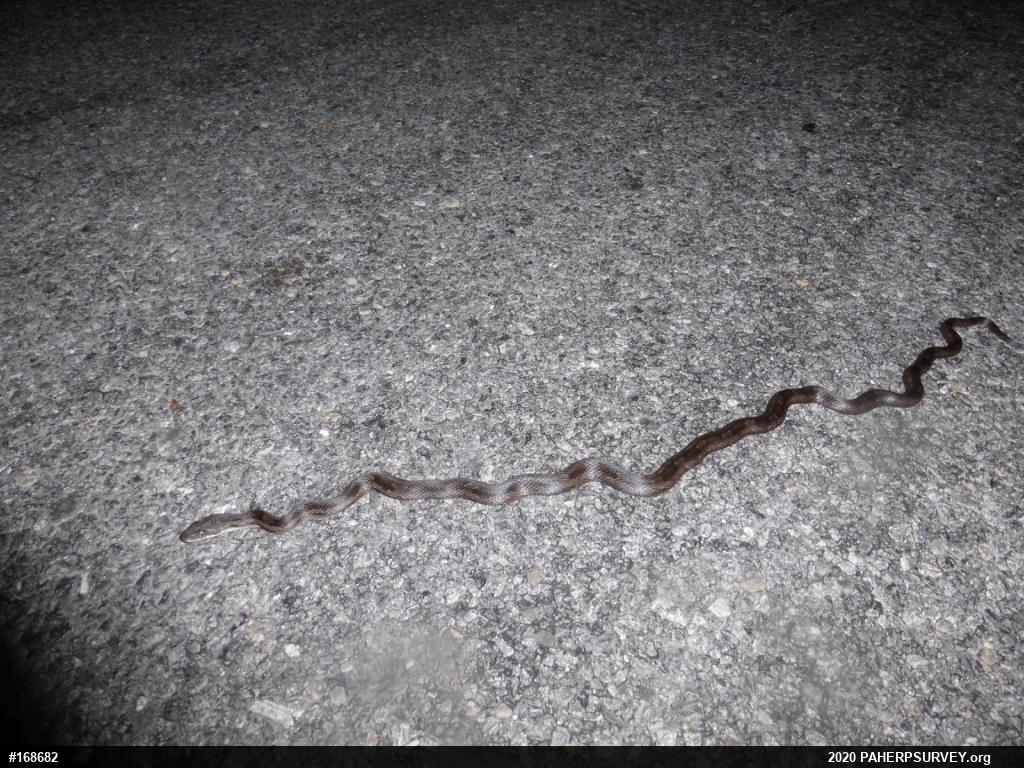 Eastern Ratsnake