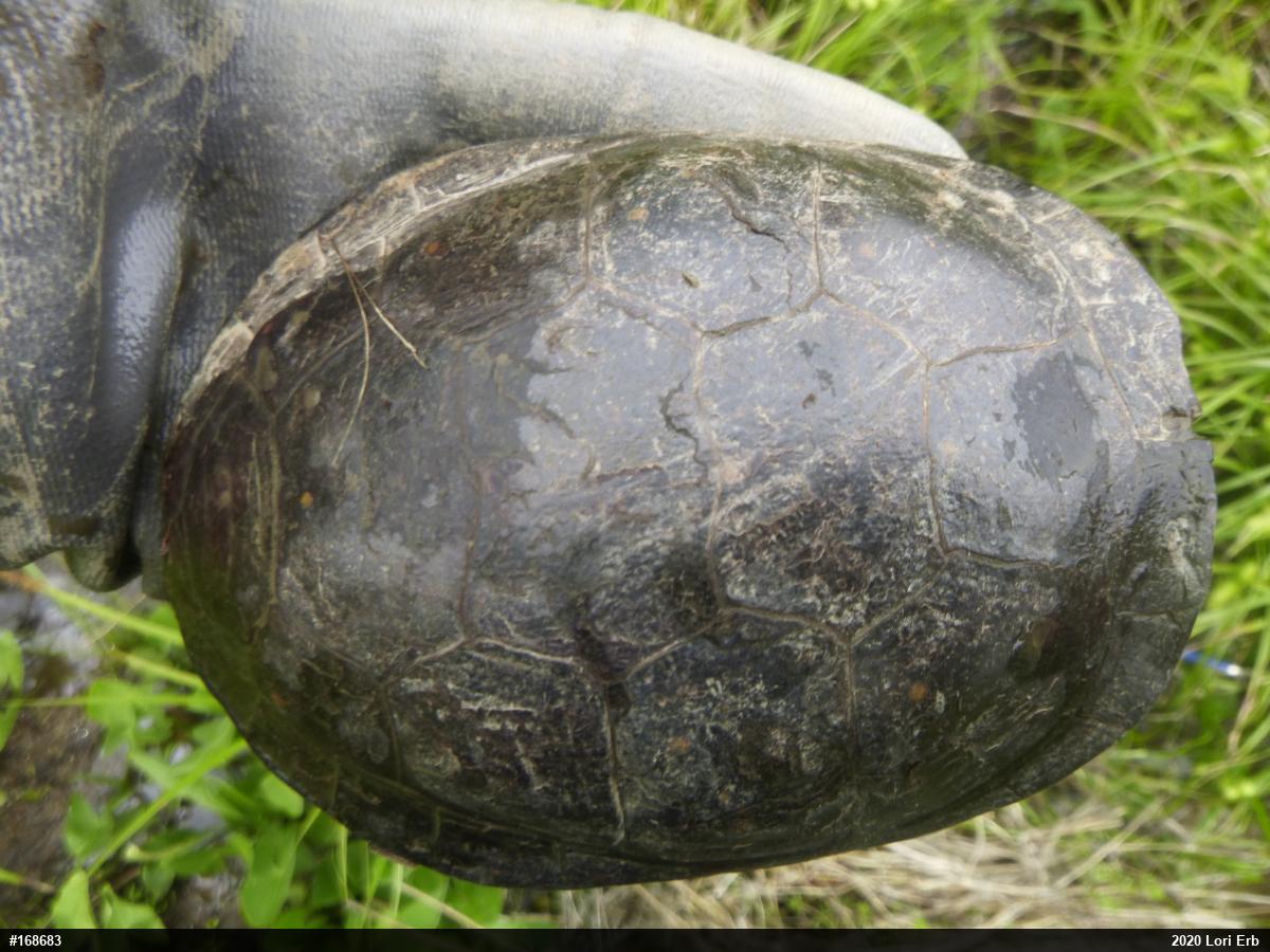 Spotted Turtle