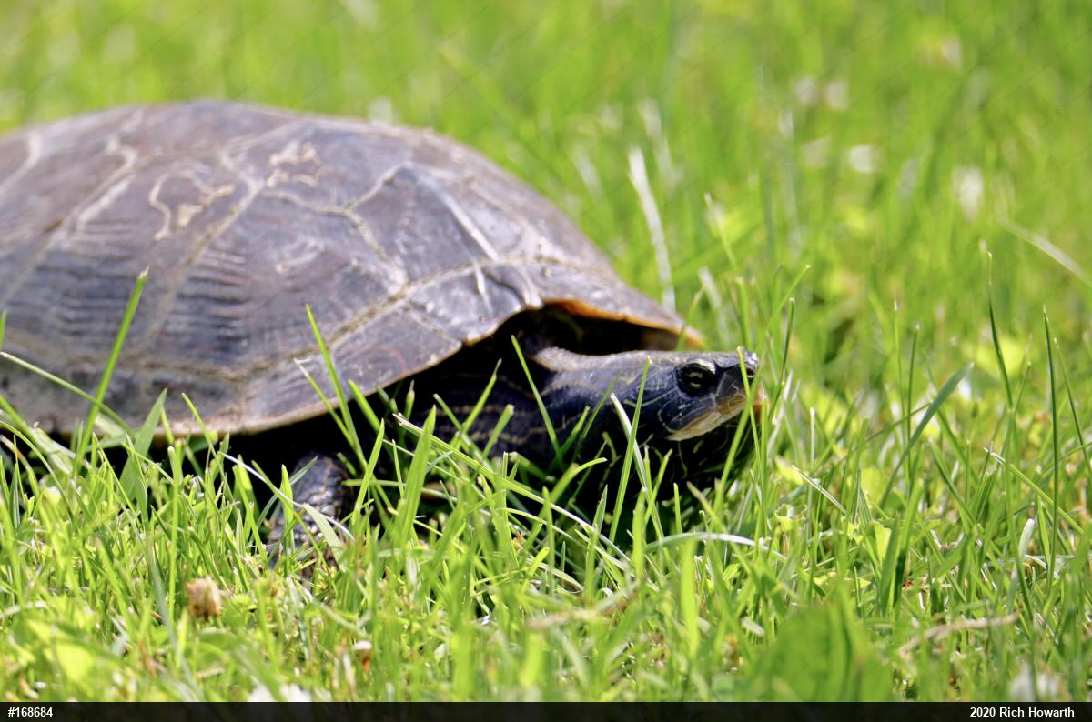Northern Map Turtle