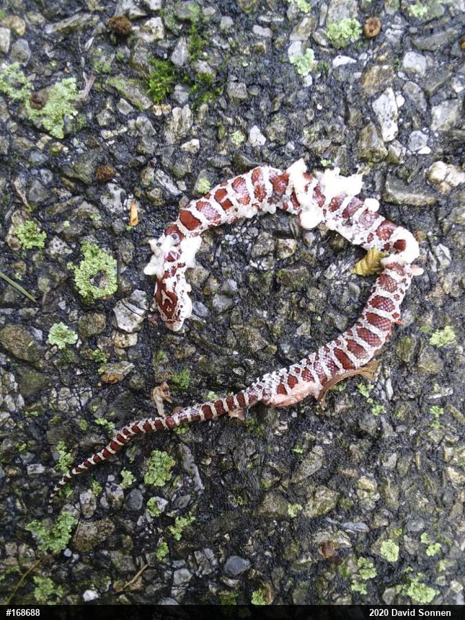 Eastern Milksnake
