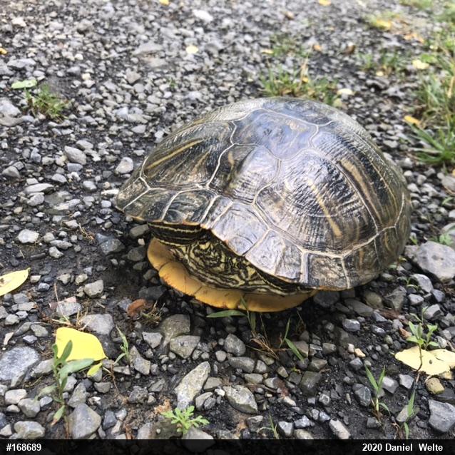 Red-eared Slider