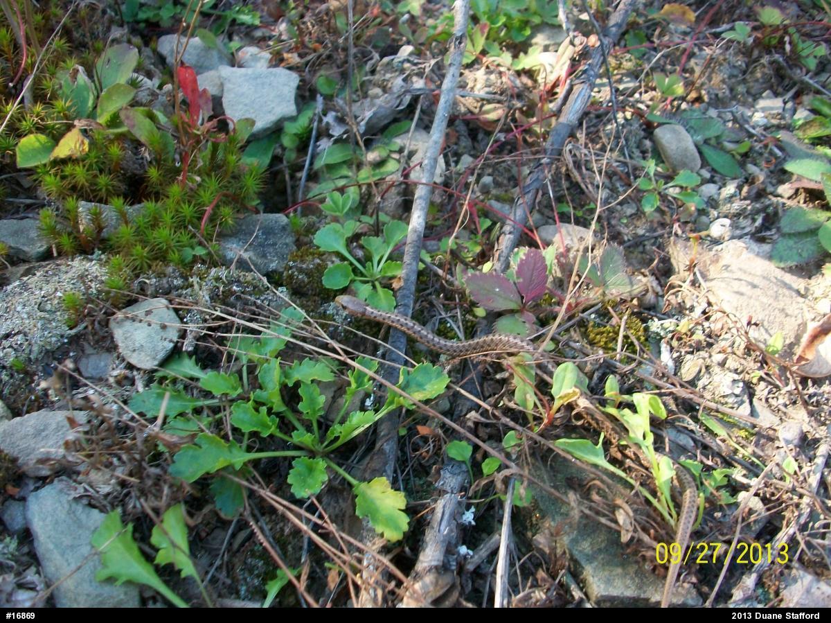 Eastern Gartersnake