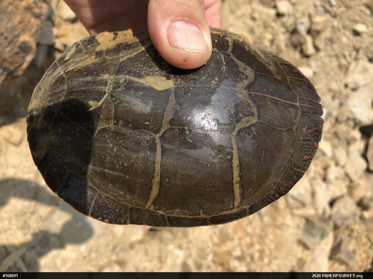Eastern Painted Turtle