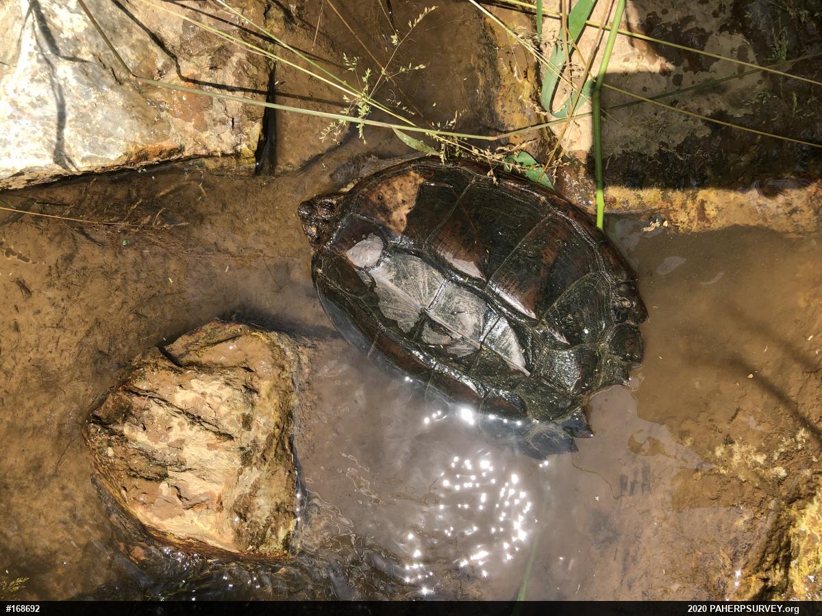 Snapping Turtle