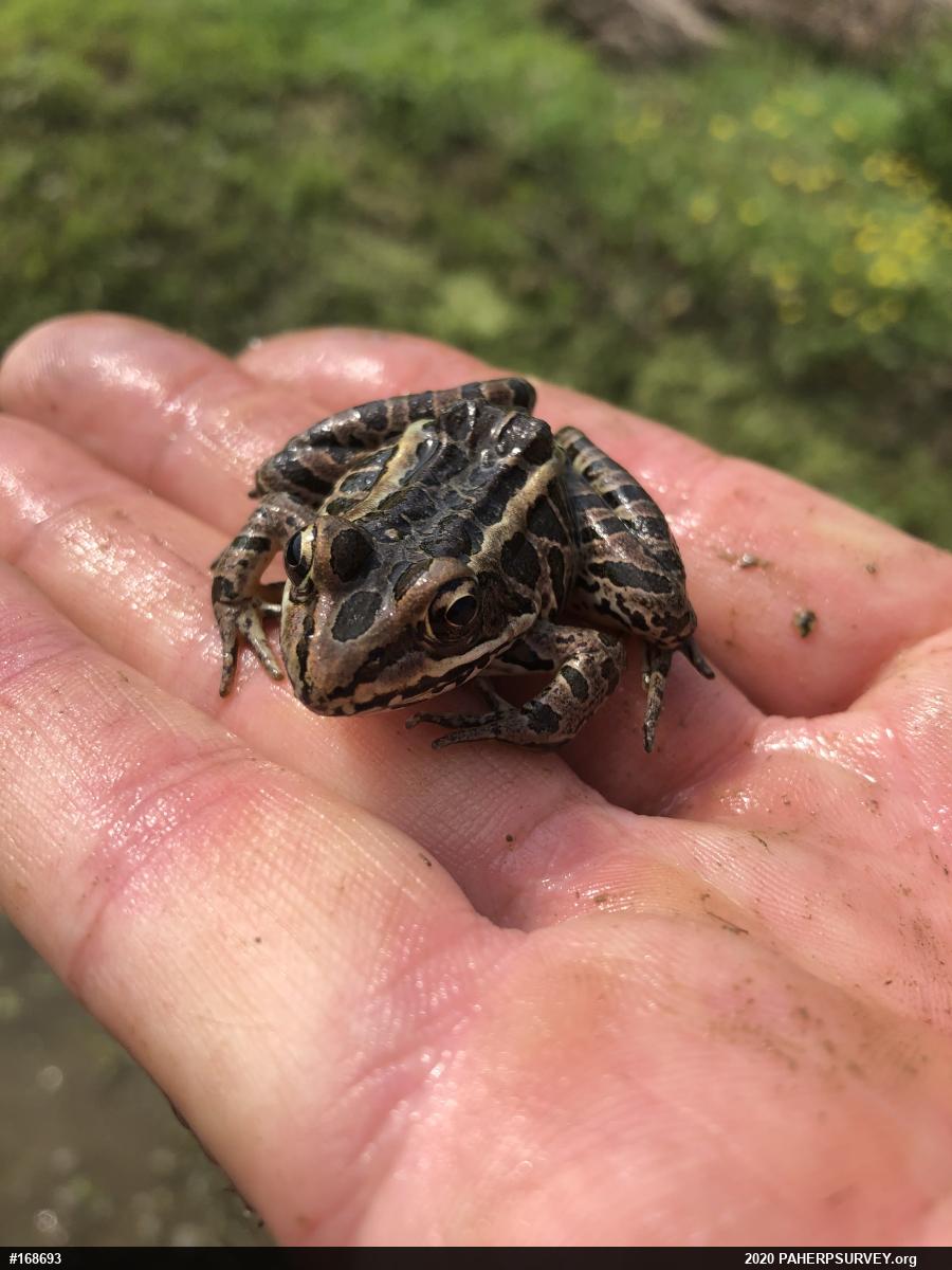 Pickerel Frog