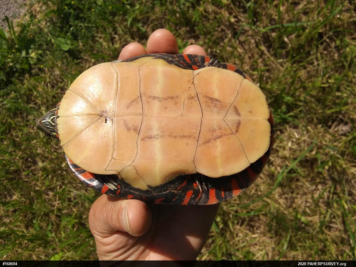 Midland Painted Turtle