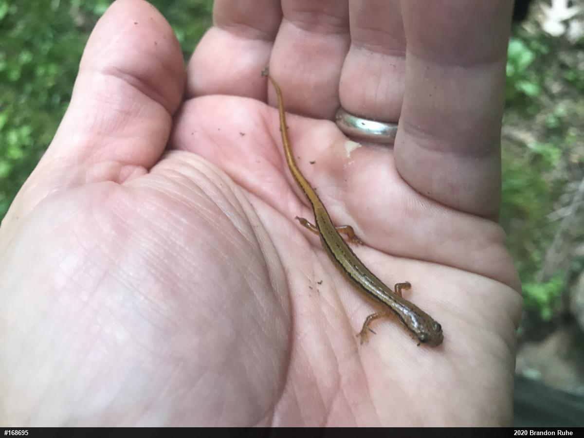 Northern Two-lined Salamander