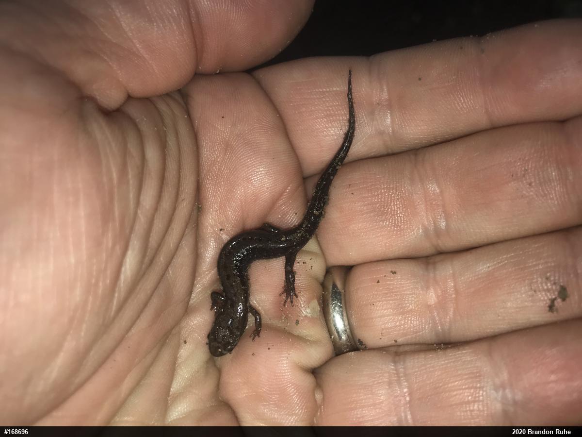 Allegheny Mountain Dusky Salamander