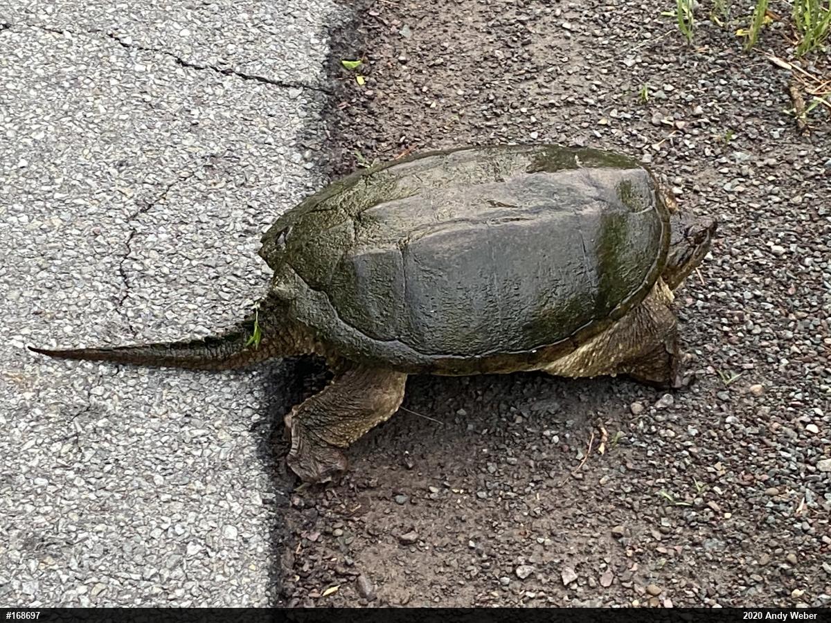 Snapping Turtle