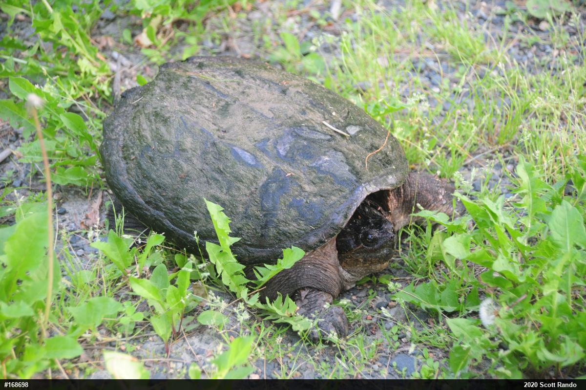Snapping Turtle