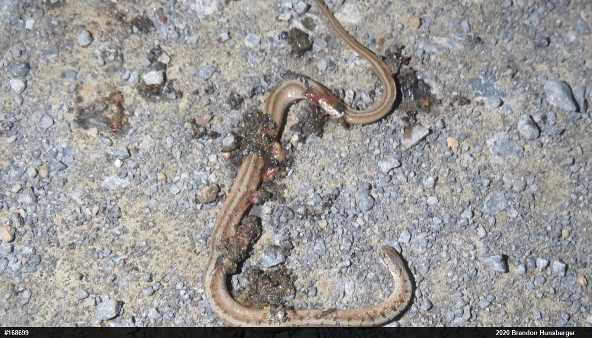 Dekay's Brownsnake