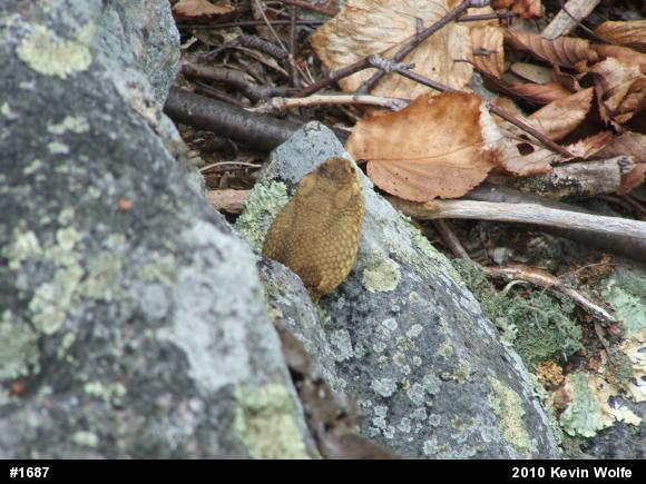 Timber Rattlesnake