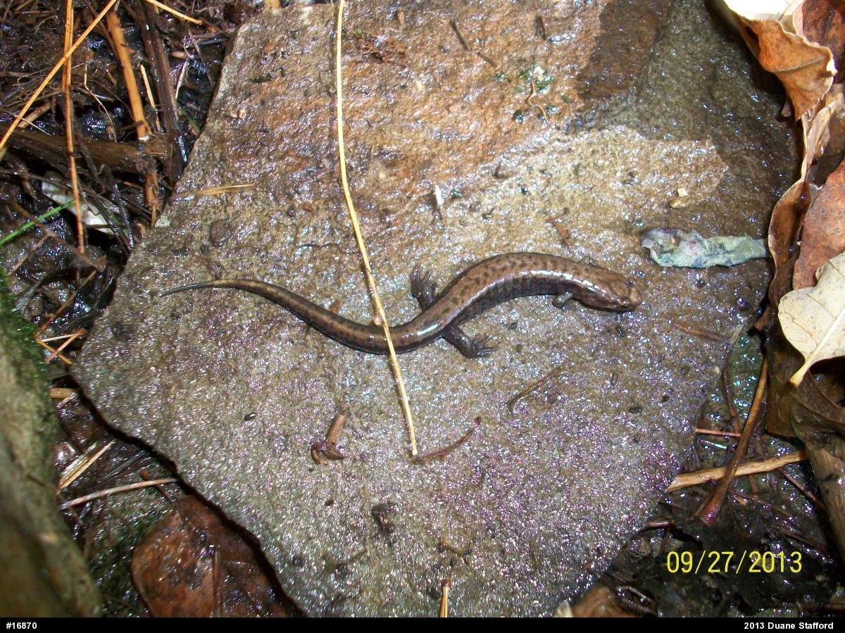Allegheny Mountain Dusky Salamander