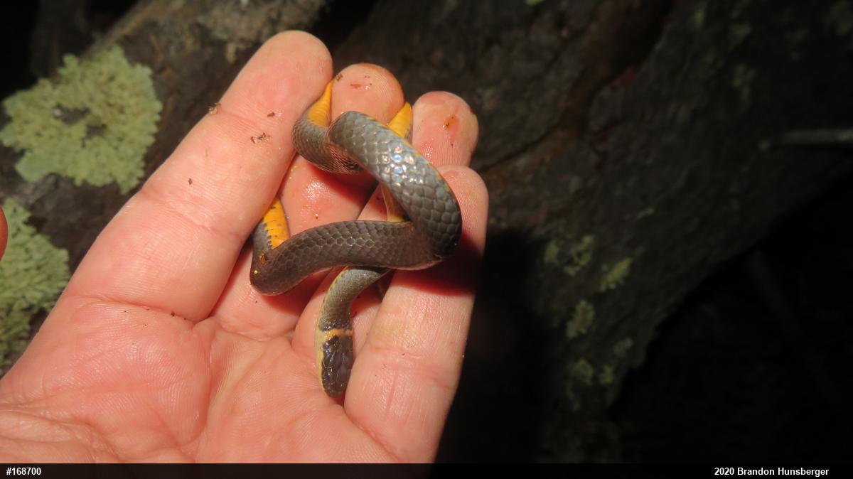 Northern Ring-necked Snake