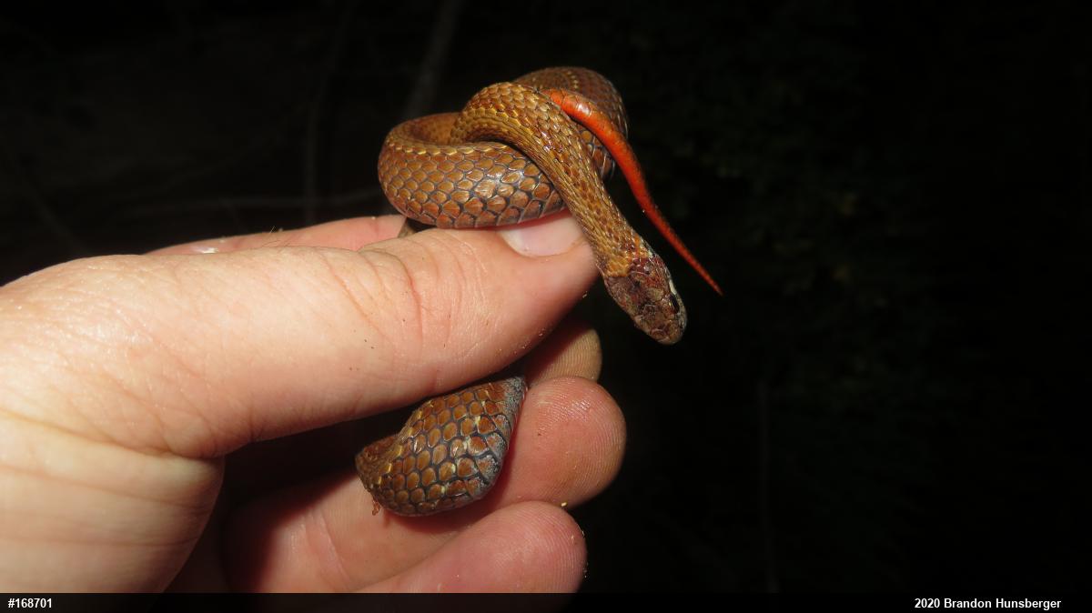 Red-bellied Snake