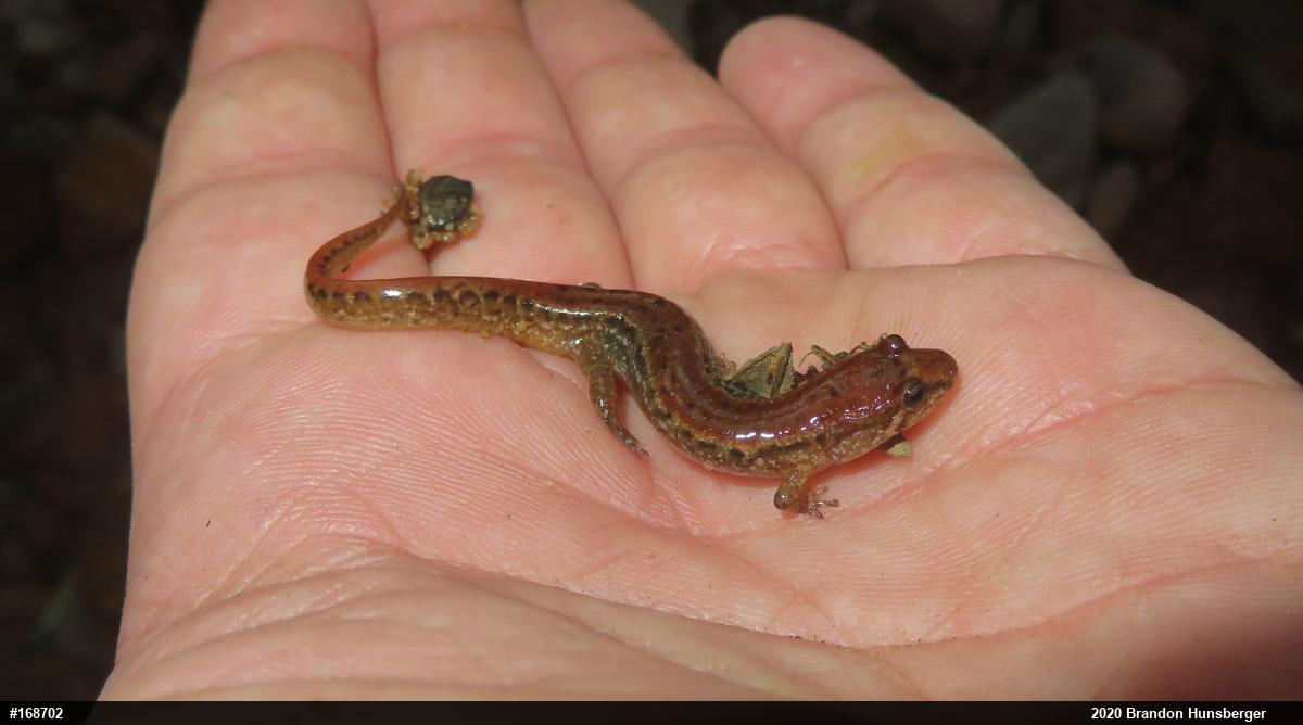 Northern Dusky Salamander
