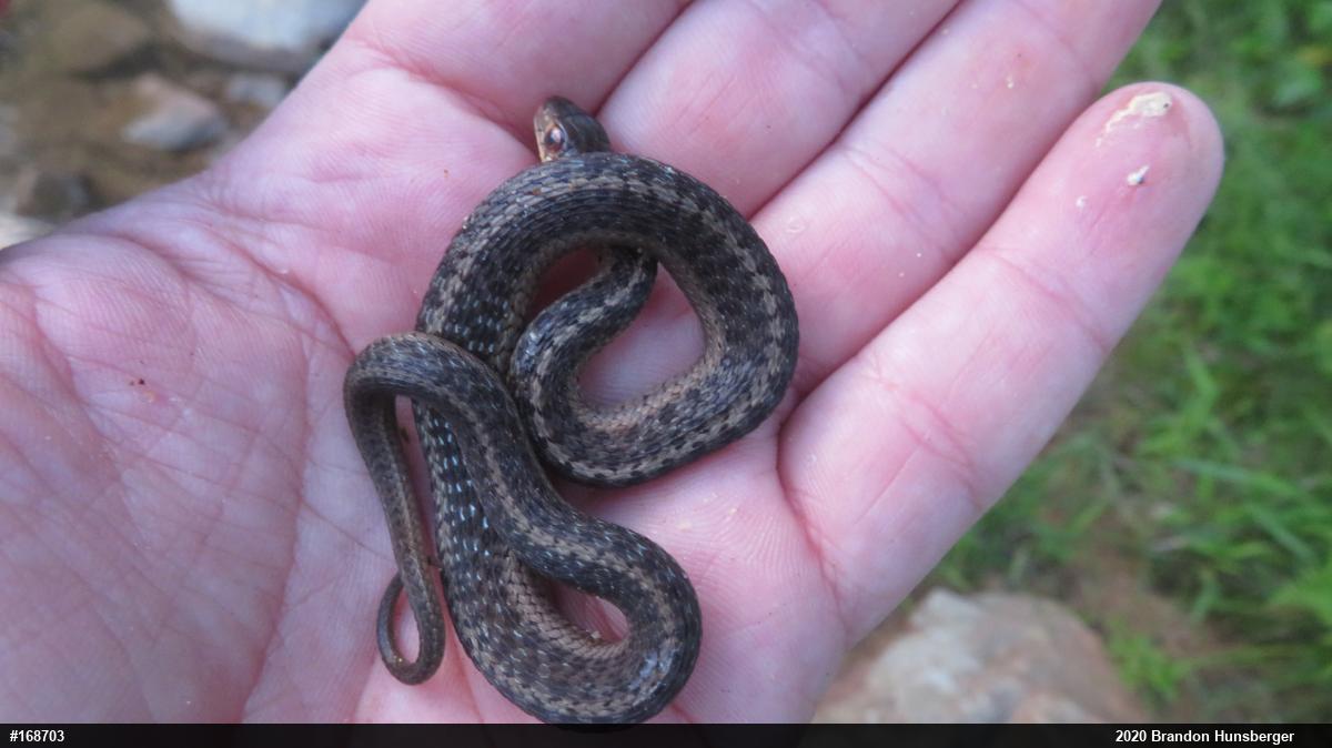 Eastern Gartersnake