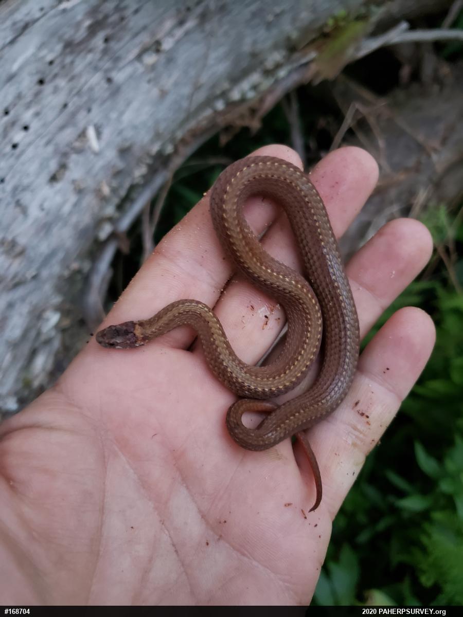 Red-bellied Snake