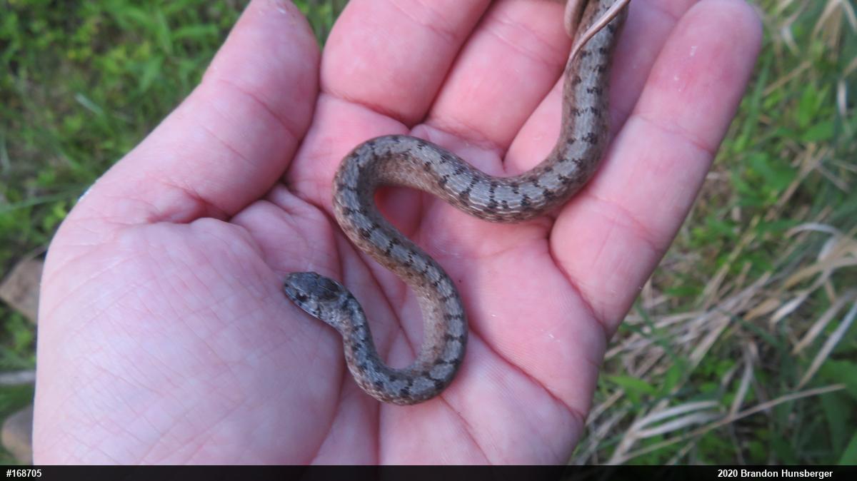Dekay's Brownsnake
